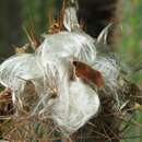 Plancia ëd Pilosocereus purpusii (Britton & Rose) Byles & G. D. Rowley