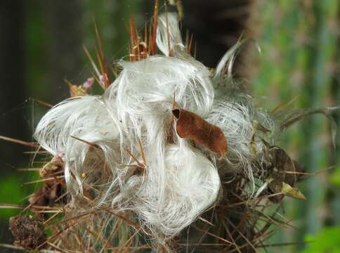 Plancia ëd Pilosocereus purpusii (Britton & Rose) Byles & G. D. Rowley