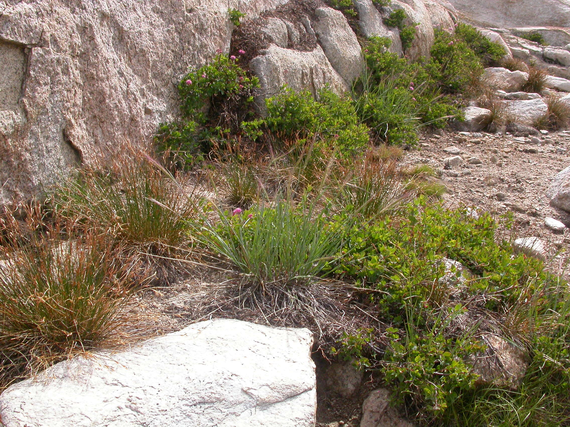 Imagem de Elymus elymoides (Raf.) Swezey