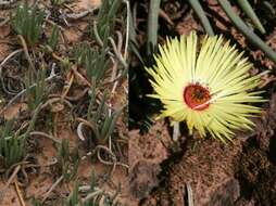 Imagem de Cephalophyllum pillansii L. Bol.