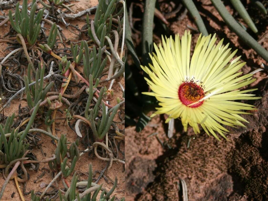 Image of Cephalophyllum pillansii L. Bol.