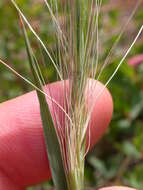 Imagem de Elymus elymoides (Raf.) Swezey