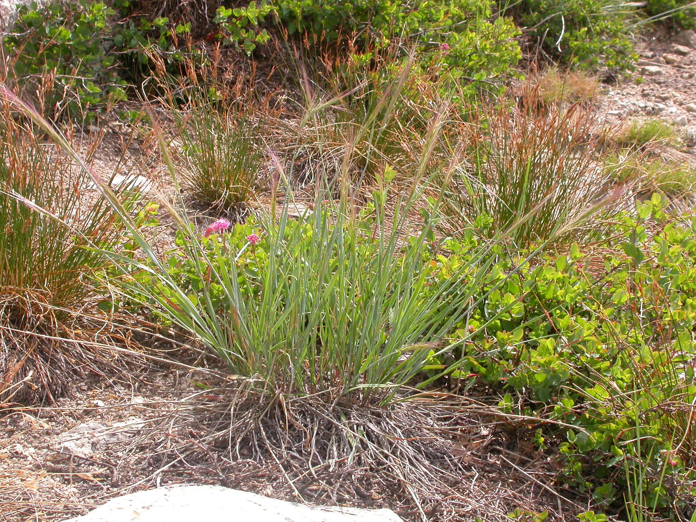 Imagem de Elymus elymoides (Raf.) Swezey