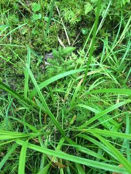 Image of owlfruit sedge