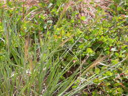 Imagem de Elymus elymoides (Raf.) Swezey