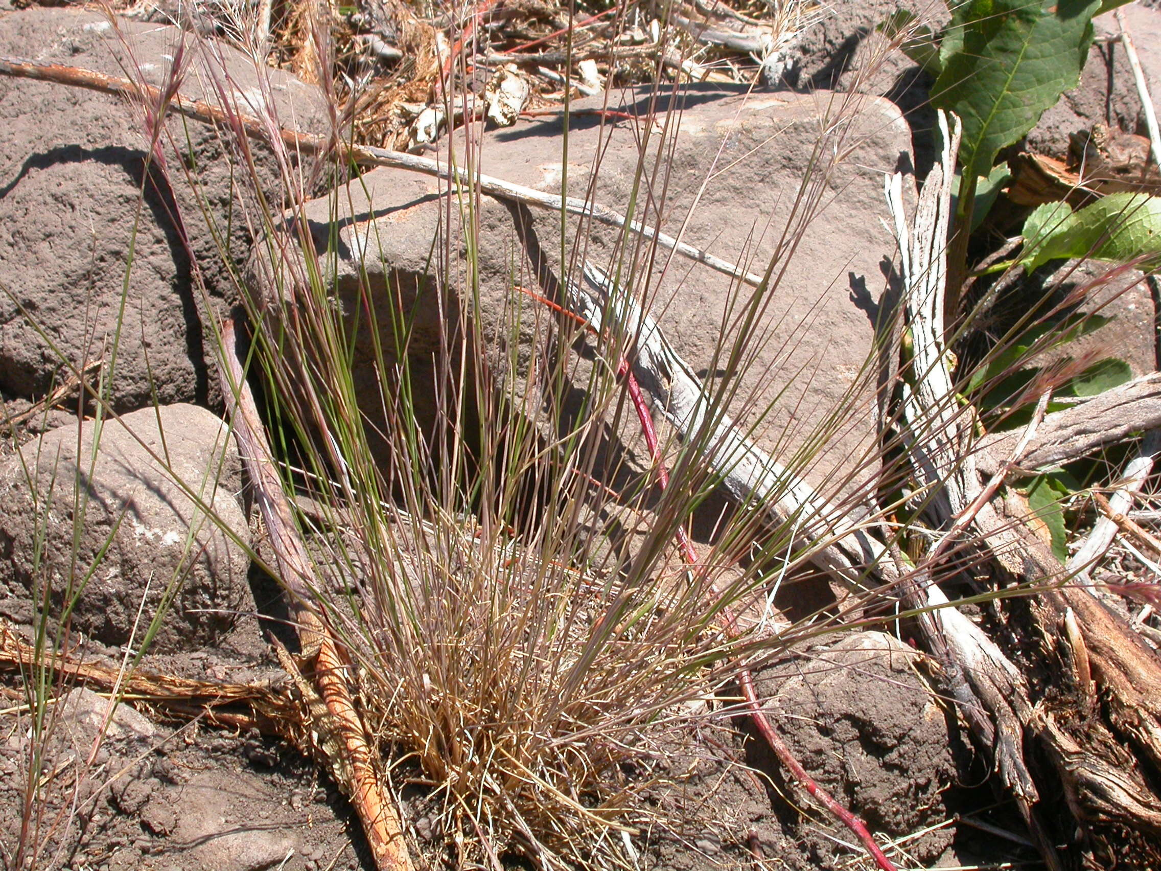 Imagem de Elymus elymoides (Raf.) Swezey