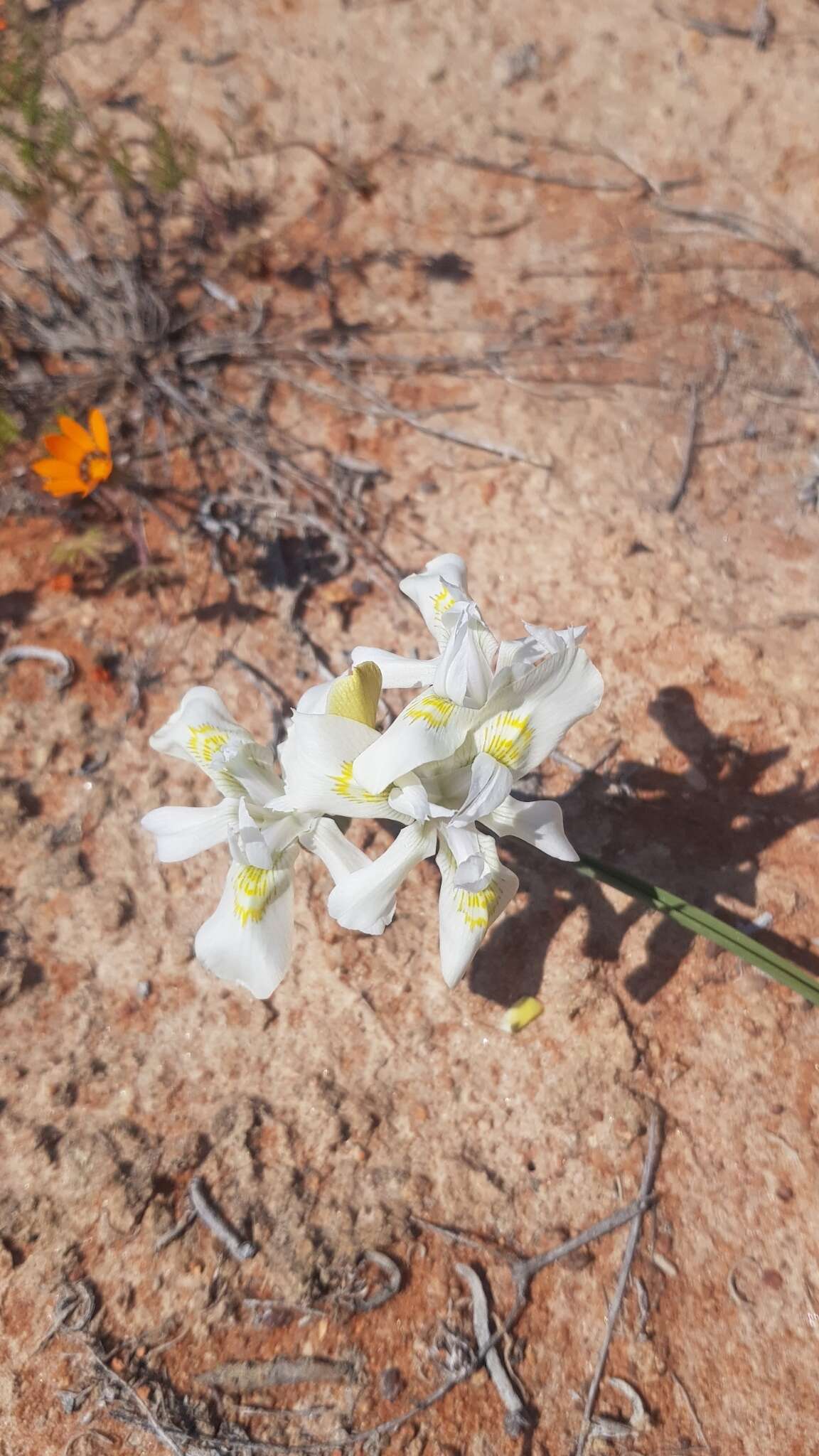 Image of Moraea fugax subsp. filicaulis (Baker) Goldblatt
