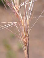 Imagem de Elymus elymoides (Raf.) Swezey