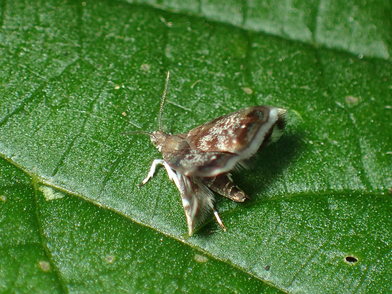 Image of Peacock Brenthia