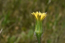 Image of Hypochaeris megapotamica Cabrera