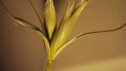 Imagem de Elymus elymoides (Raf.) Swezey