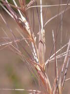 Imagem de Elymus elymoides (Raf.) Swezey