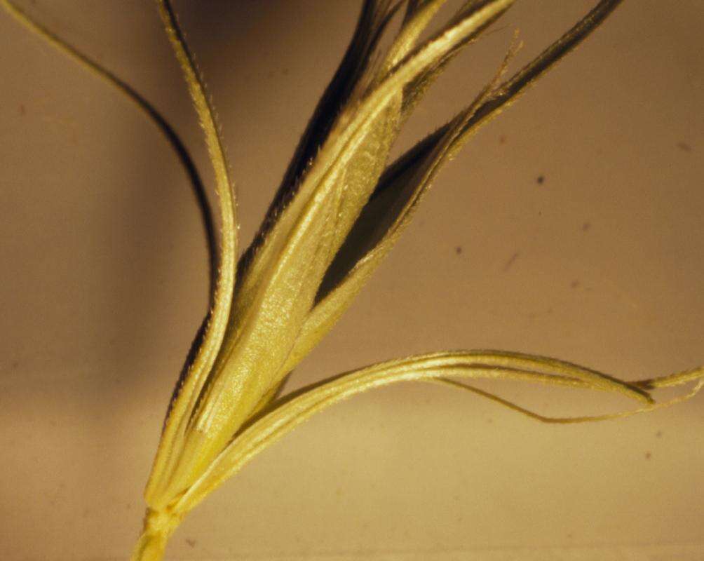 Imagem de Elymus elymoides (Raf.) Swezey