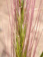 Imagem de Elymus elymoides (Raf.) Swezey