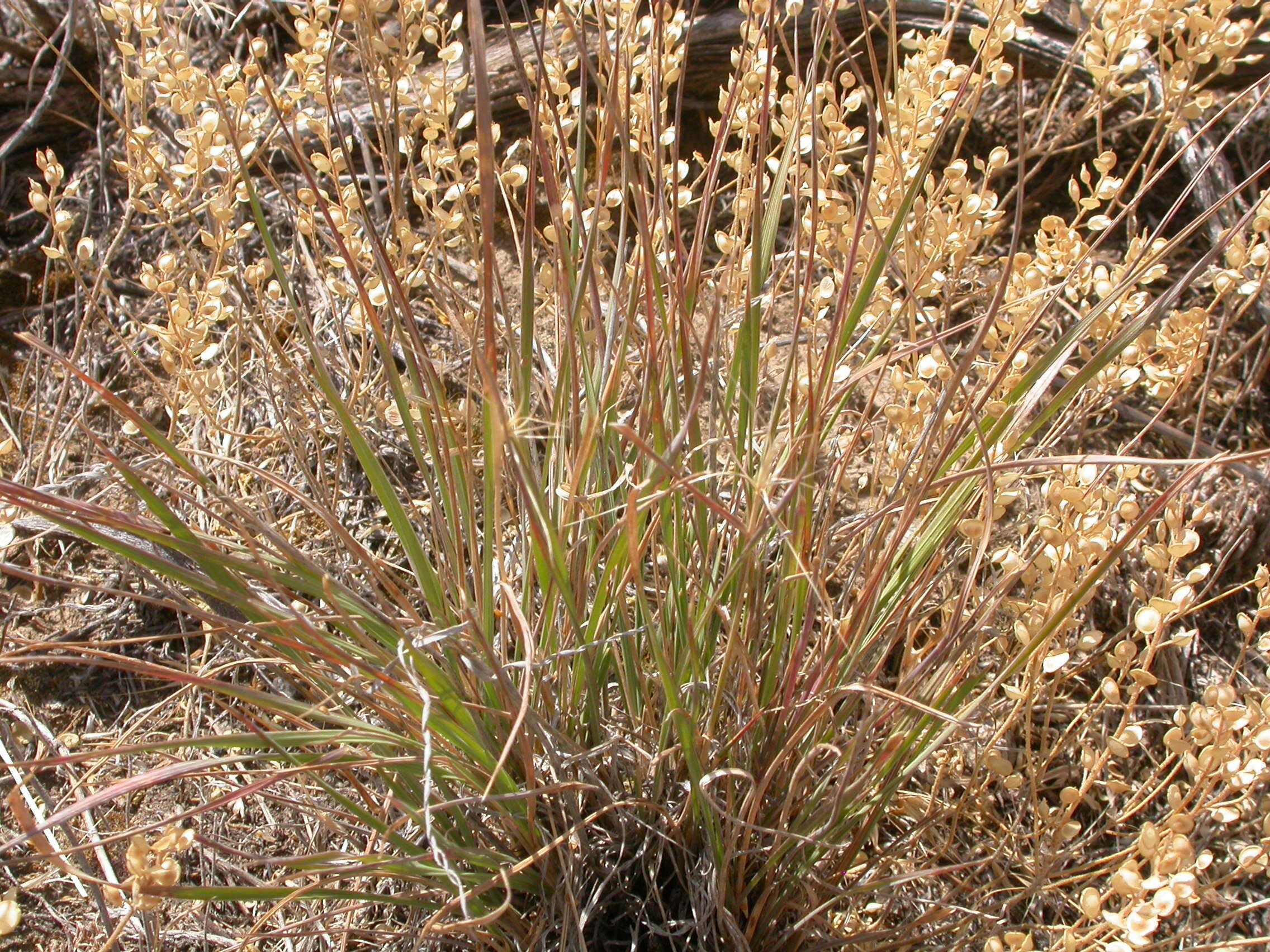 Imagem de Elymus elymoides (Raf.) Swezey