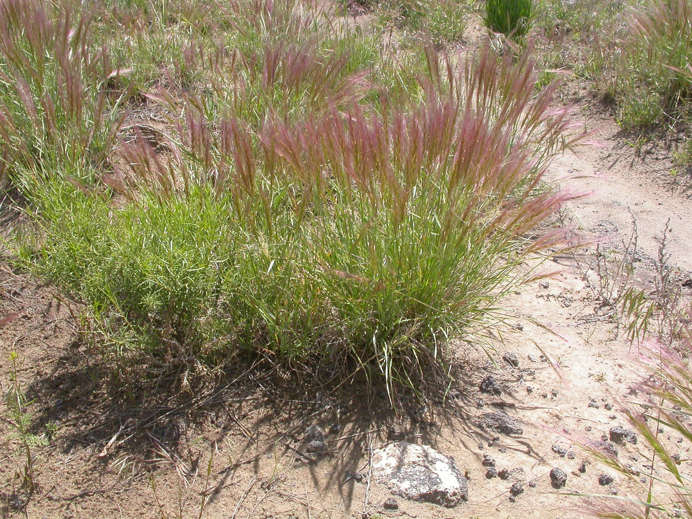 Imagem de Elymus elymoides (Raf.) Swezey