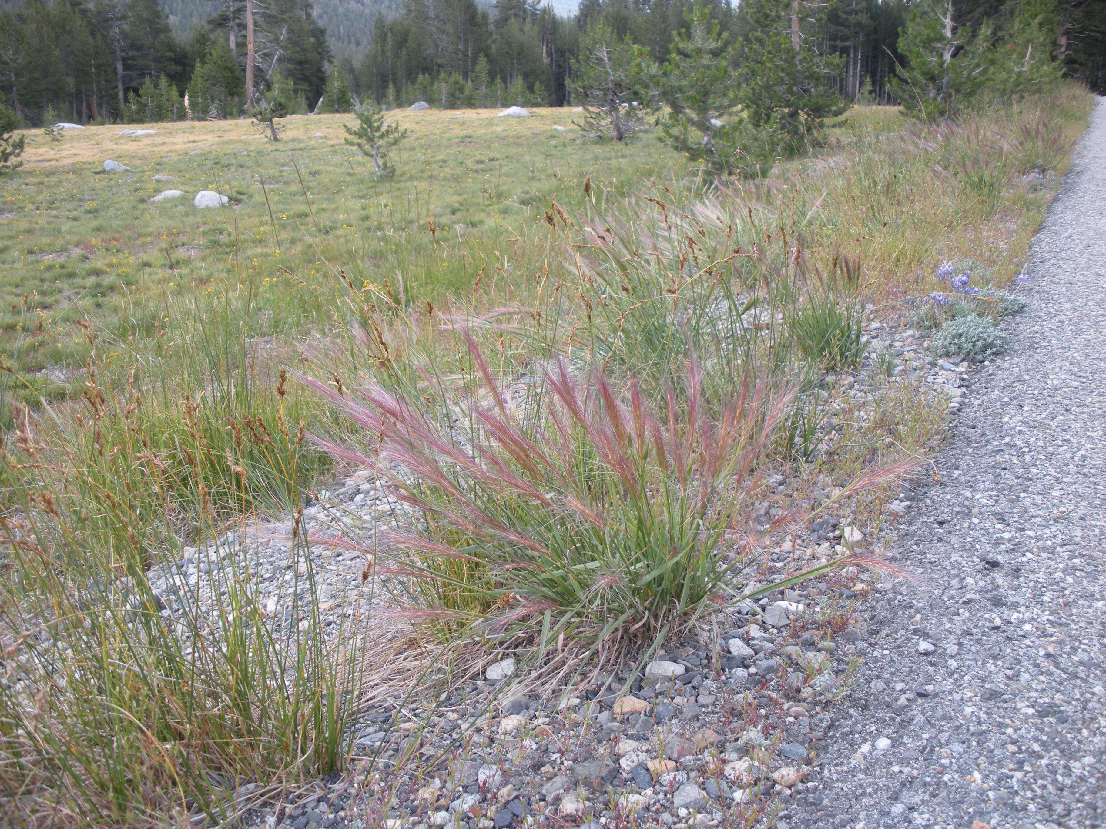 Imagem de Elymus elymoides (Raf.) Swezey