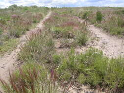 Imagem de Elymus elymoides (Raf.) Swezey