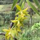 Image of Epidendrum tetracuniculatum
