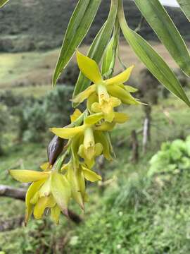 Image of Epidendrum tetracuniculatum