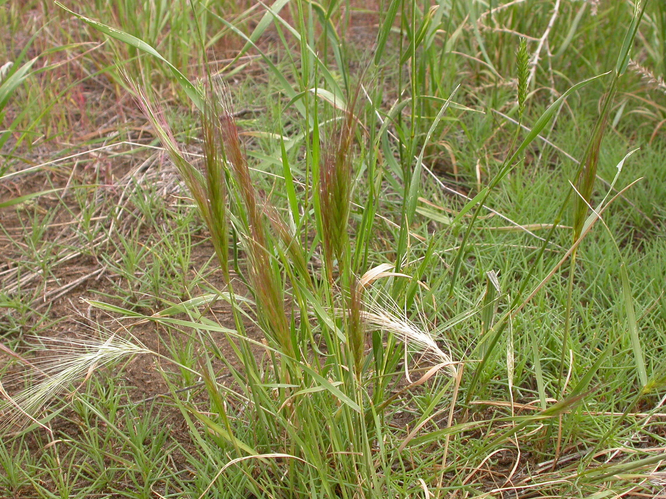 Imagem de Elymus elymoides (Raf.) Swezey