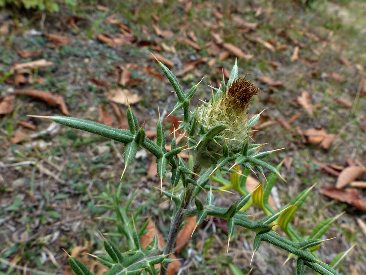 Image de Cirsium kosmelii (Adams) Fisch. ex Hohen.