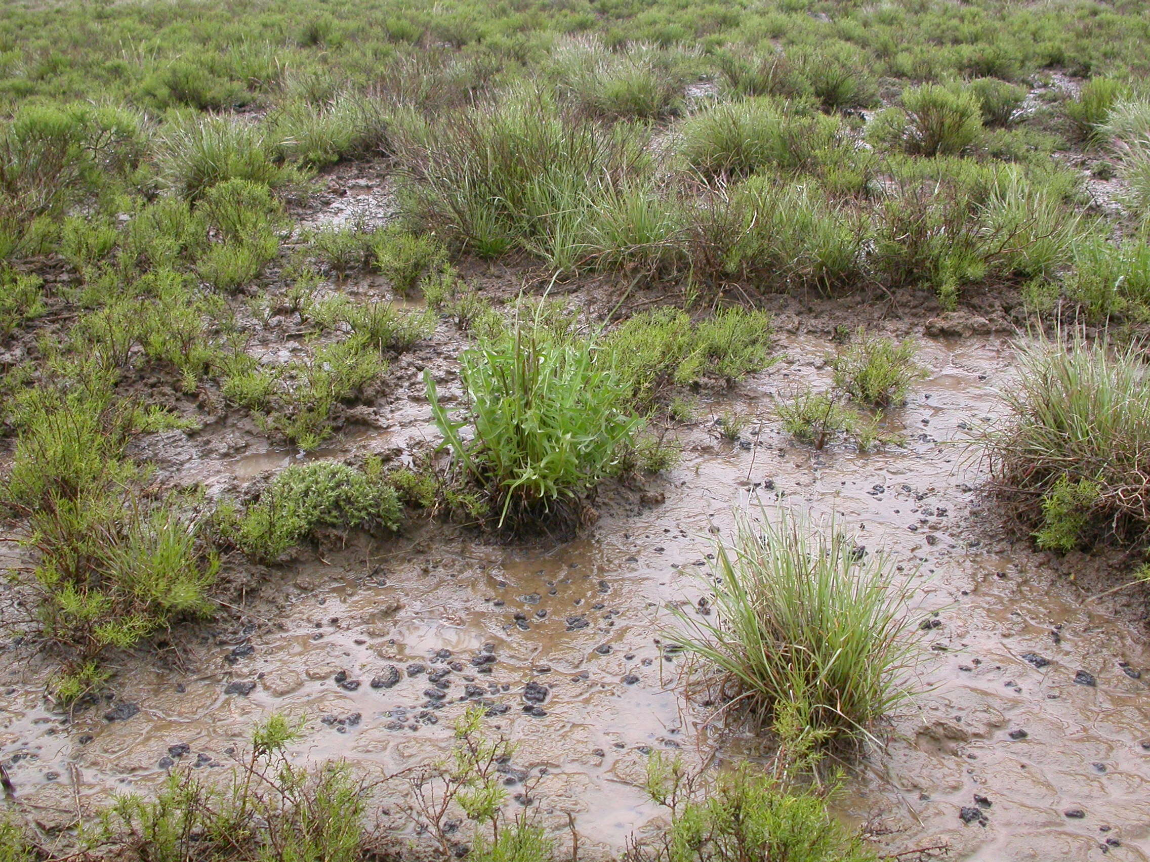 Imagem de Elymus elymoides (Raf.) Swezey