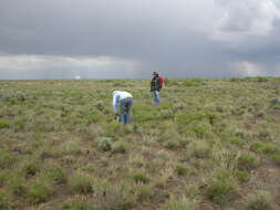 Imagem de Elymus elymoides (Raf.) Swezey