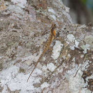 Image of Anolis ortonii Cope 1868