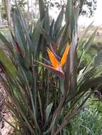 Image of Bird of paradise plant