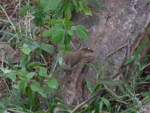 Image of Rufous-fronted Prinia