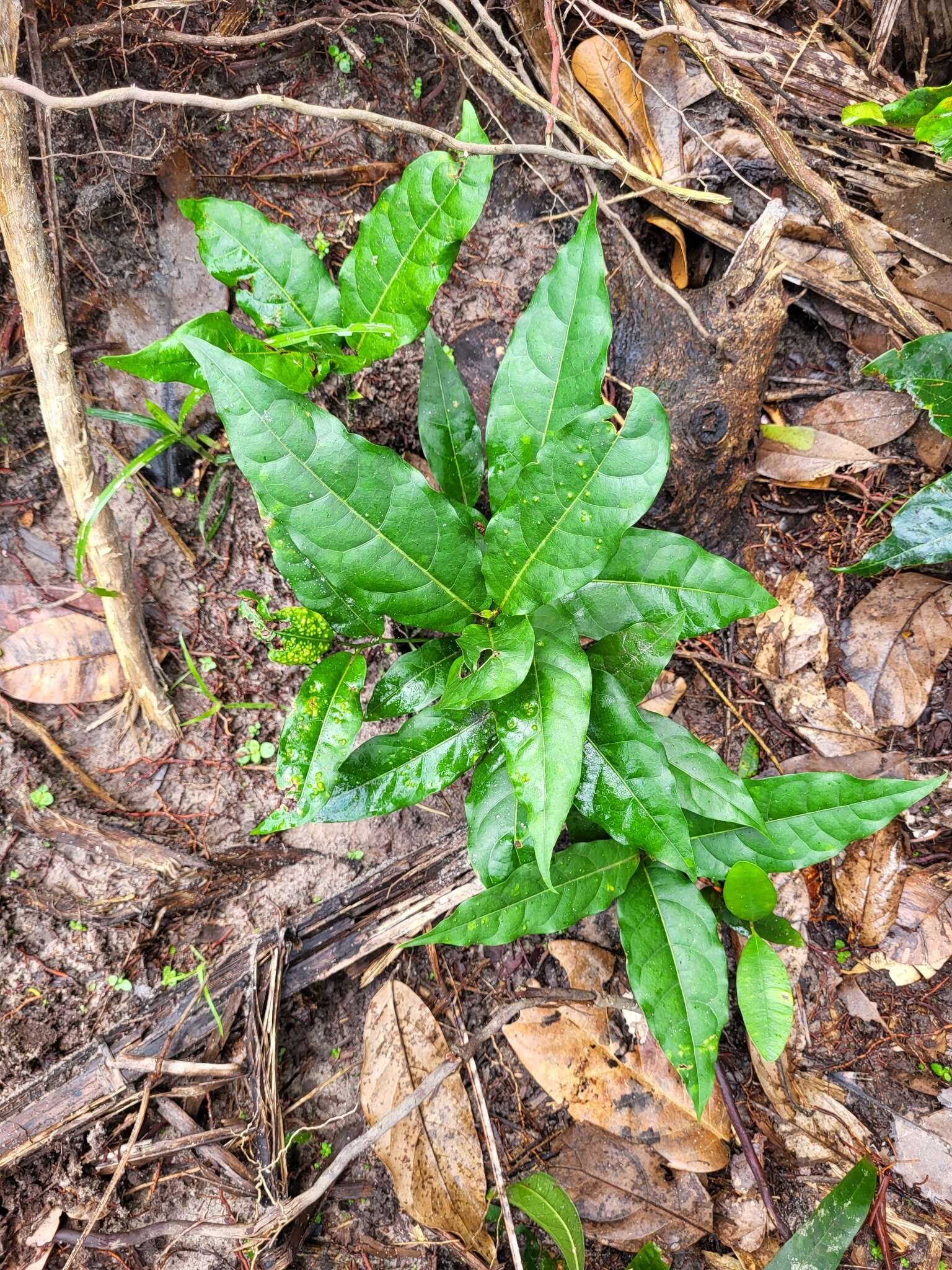 Image of loblolly sweetwood