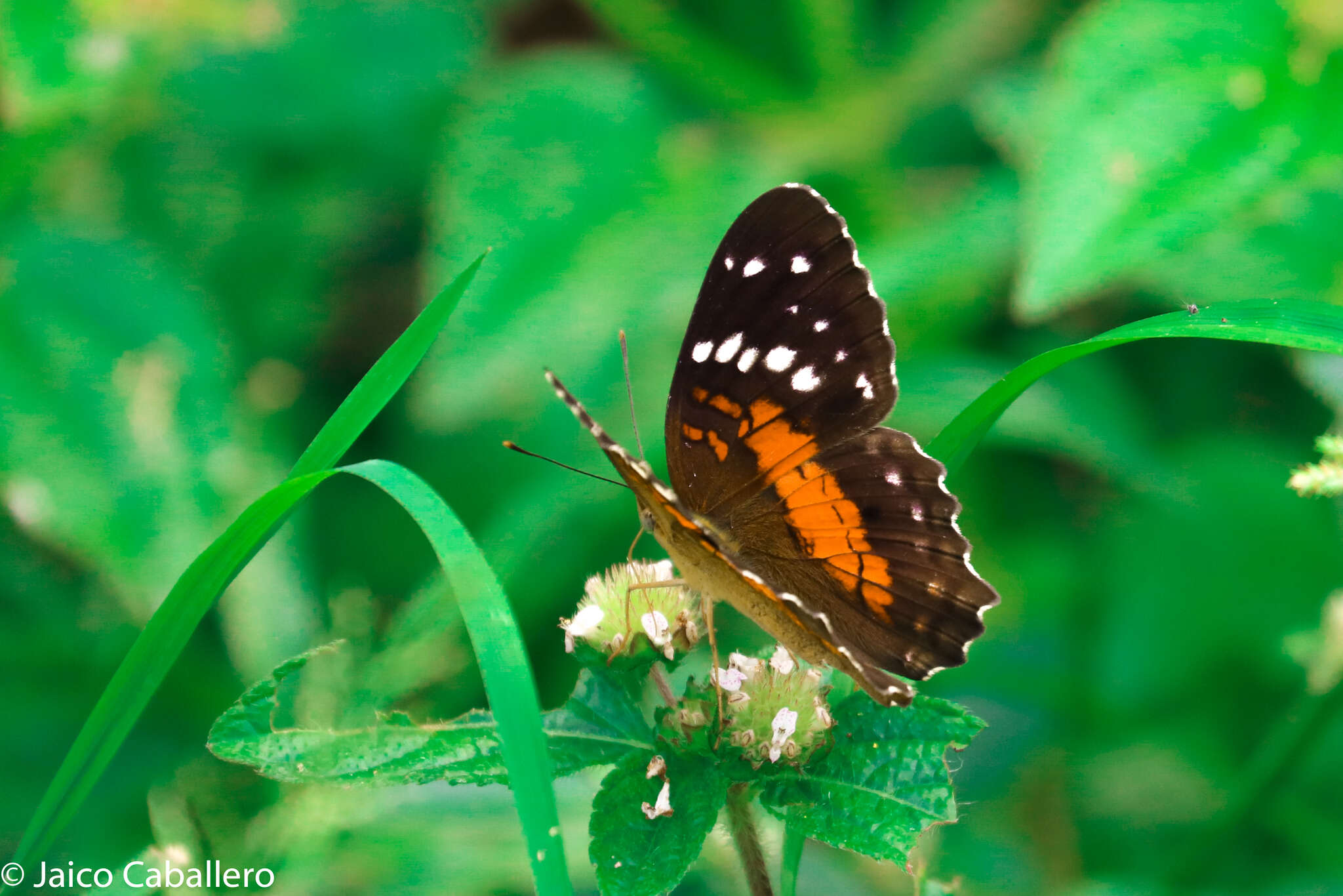 Image of Anartia amathea Linnaeus 1758