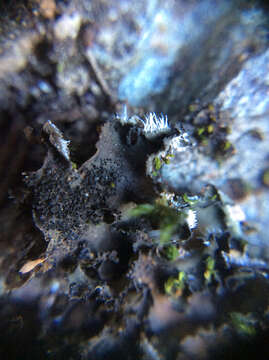 Image of leptochidium lichen