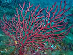 Image of chameleon sea fan