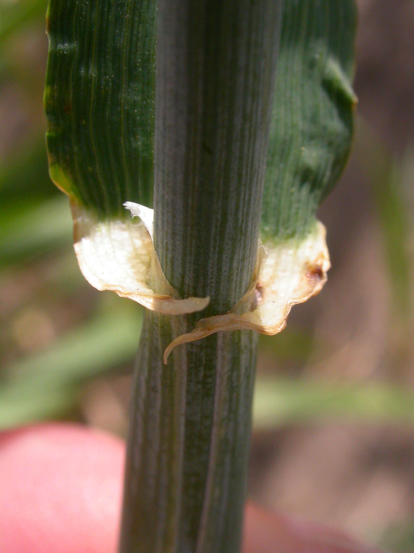 Image of common barley