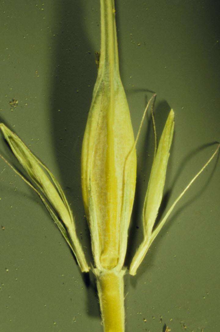 Image of common barley