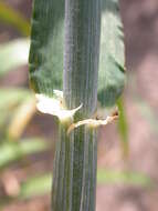 Image of common barley