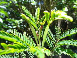 Слика од Acacia heterophylla (Lam.) Willd.