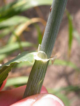 Image of common barley