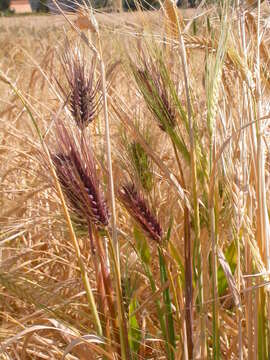 Image of common barley