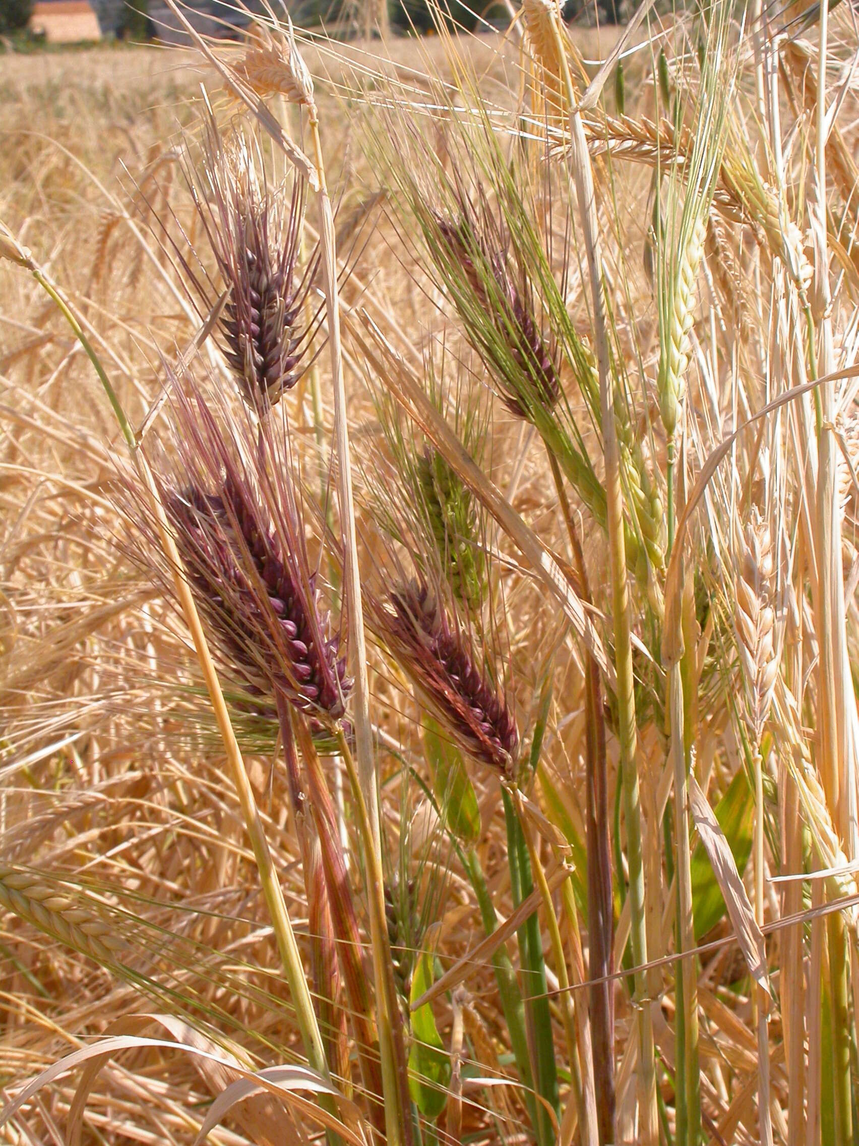 Image of common barley