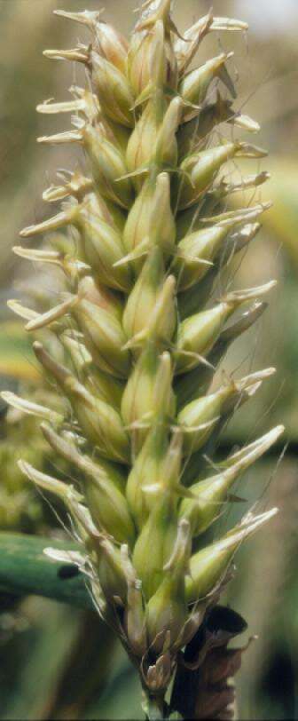 Image of common barley