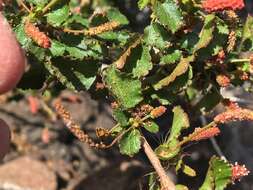 Image of Acalypha saxicola Wiggins