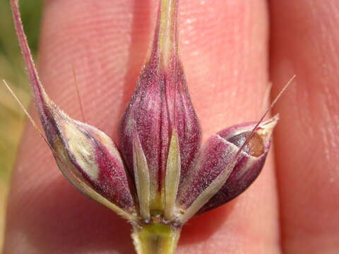 Image of common barley