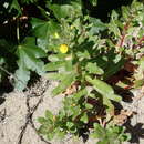 صورة Camissoniopsis guadalupensis subsp. clementina (P. H. Raven) W. L. Wagner & Hoch