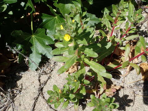 صورة Camissoniopsis guadalupensis (S. Watson) W. L. Wagner & Hoch