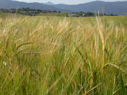 Image of common barley