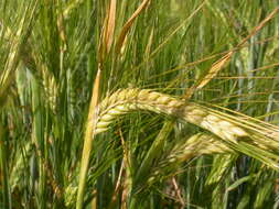 Image of common barley