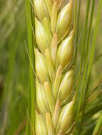 Image of common barley